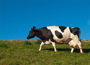 Uma vaca em produção pode beber até 170 litros de água por dia