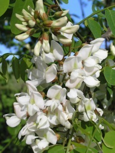 As flores e folhas da Acácia Branca purificam a água