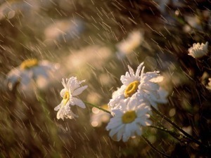 Flowers-in-the-rain-wallpaper_3078