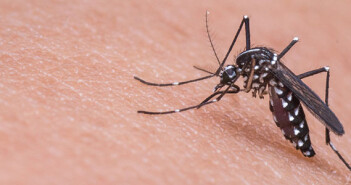 Prevenção: cuidados com a zika, dengue e chikungunya