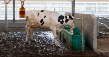 Implementação de bebedouros para gado em propriedades rurais: