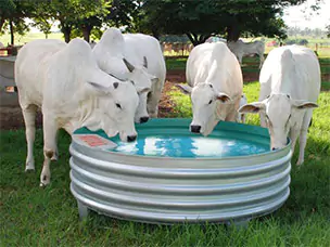 Quatro bois brancos bebendo água em um bebedouro cinza para gado australiano da FazForte.
